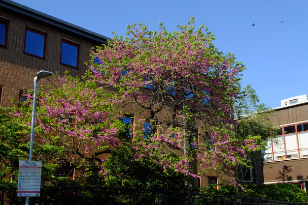 May tree photo