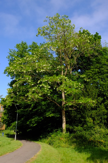 May tree photo