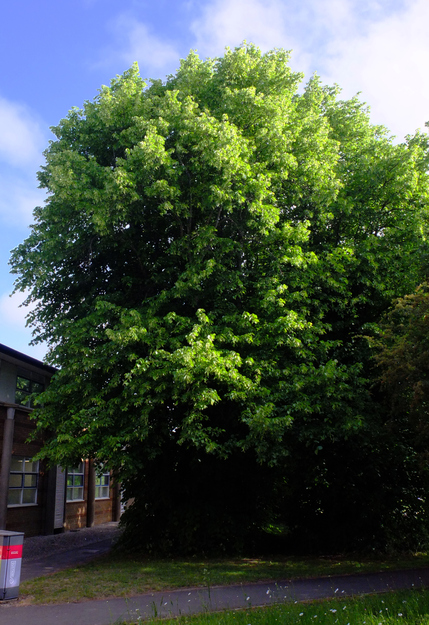 May tree photo