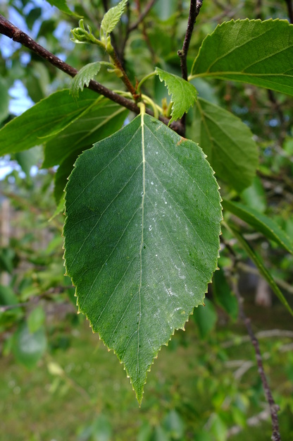 May close-up photo
