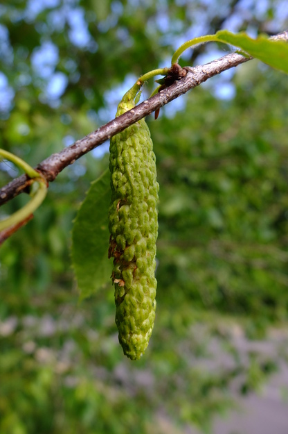 May close-up photo