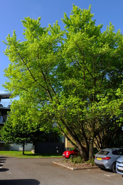 May tree photo