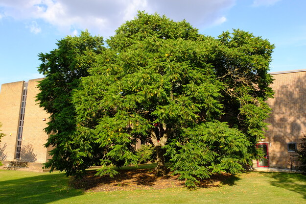 July tree photo