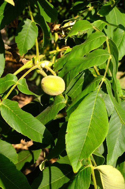 July close-up photo