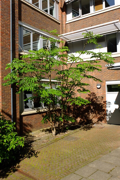 May tree photo