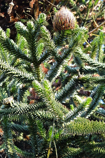 July close-up photo