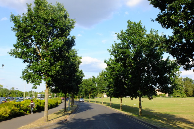 July tree photo