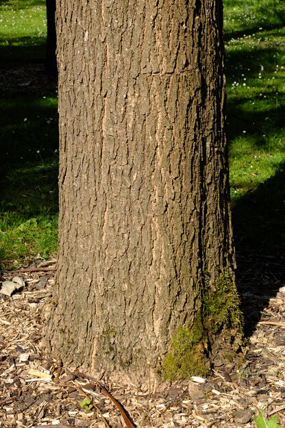 May close-up photo