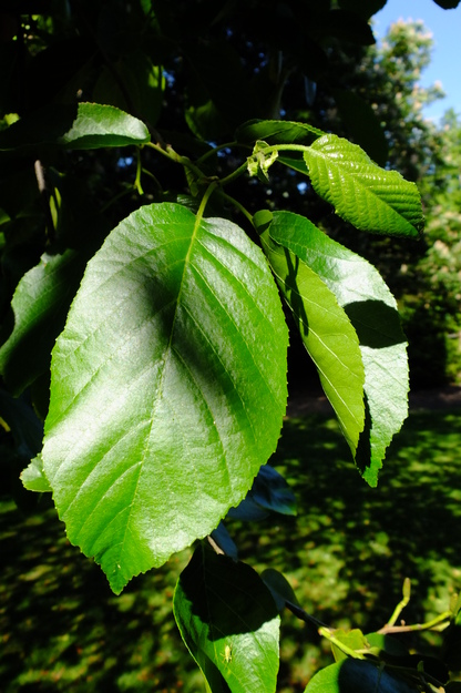 May close-up photo