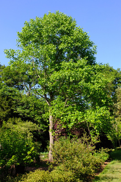 May tree photo