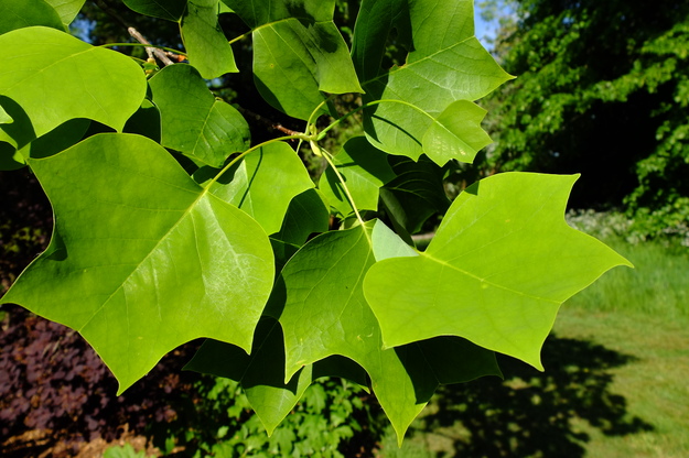 May close-up photo