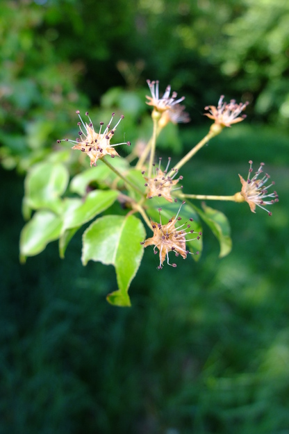 May close-up photo