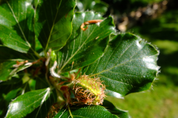 May close-up photo