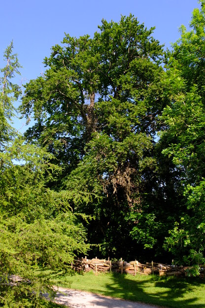 May tree photo
