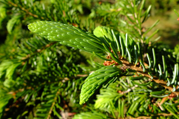 May close-up photo
