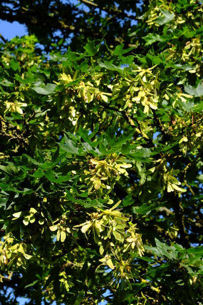 May close-up photo