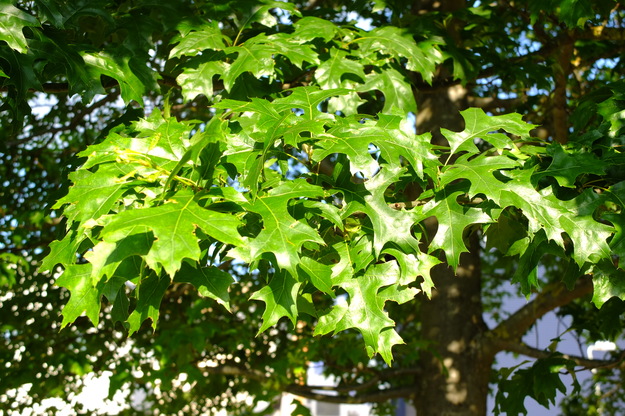 July close-up photo