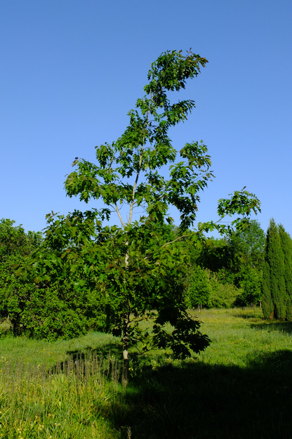 May tree photo