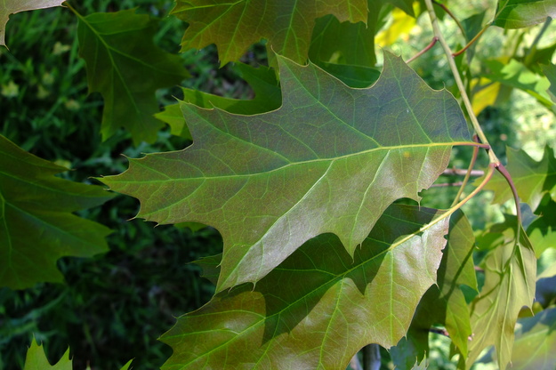 May close-up photo