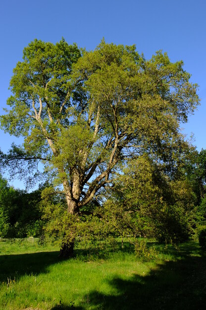 May tree photo