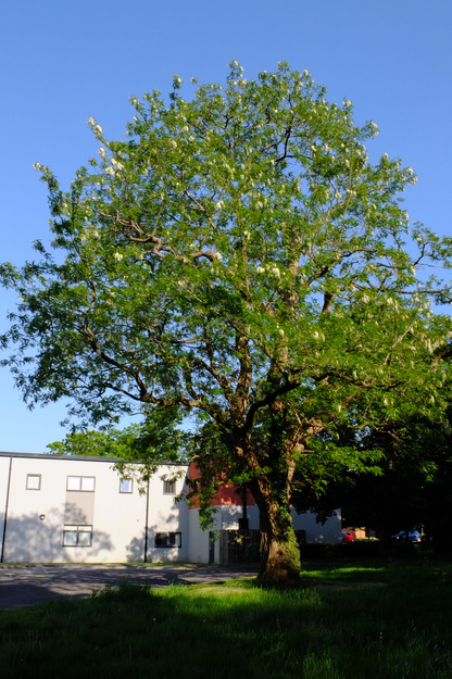 May tree photo