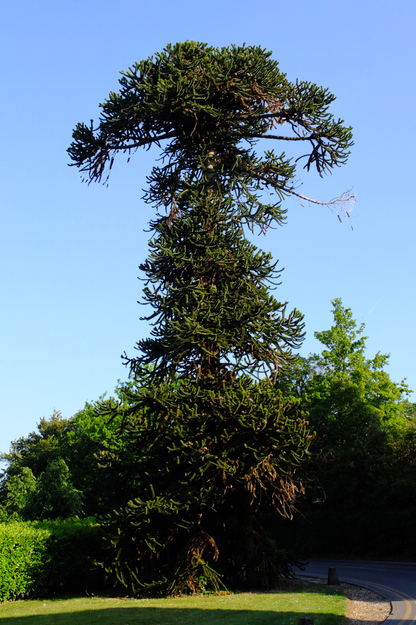 Photo of Araucaria araucana