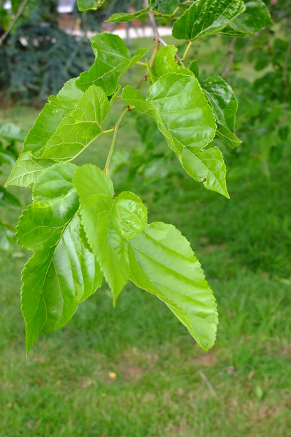July close-up photo