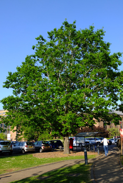 May tree photo
