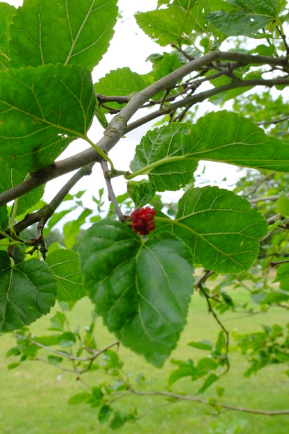 July close-up photo