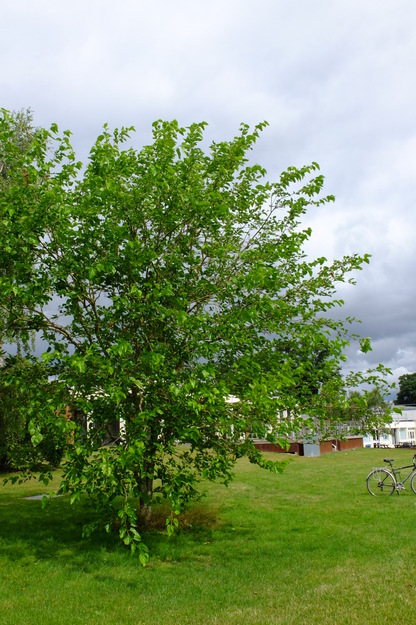 July tree photo