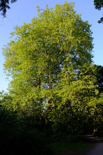 May tree photo