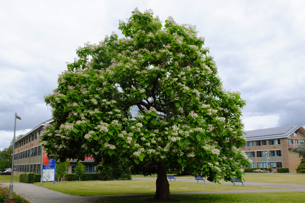 July tree photo