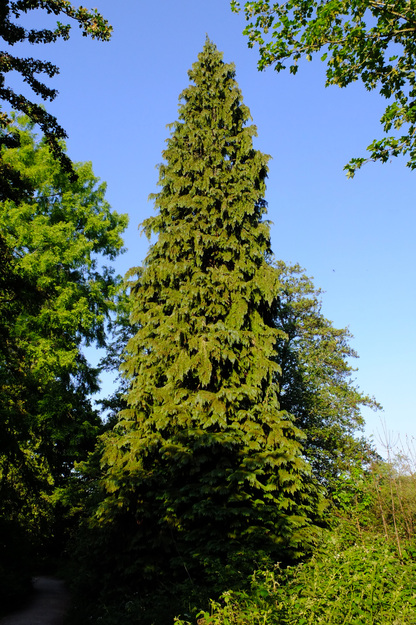 West lake corner tree photo
