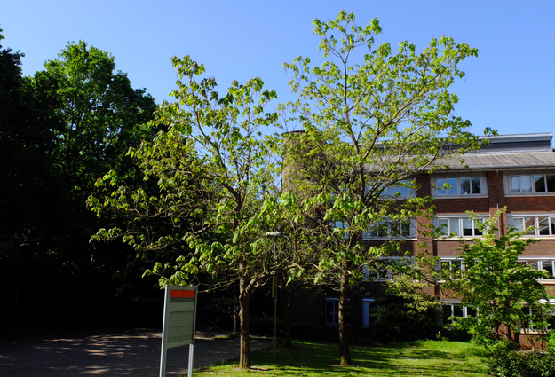 May tree photo