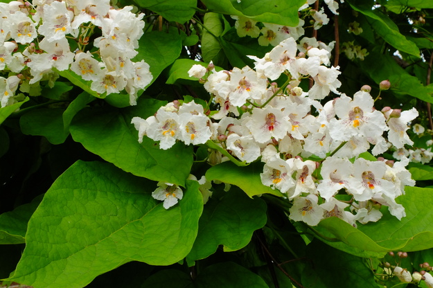 July close-up photo