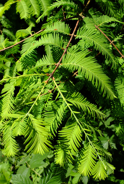 May close-up photo