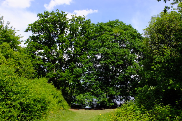 May tree photo
