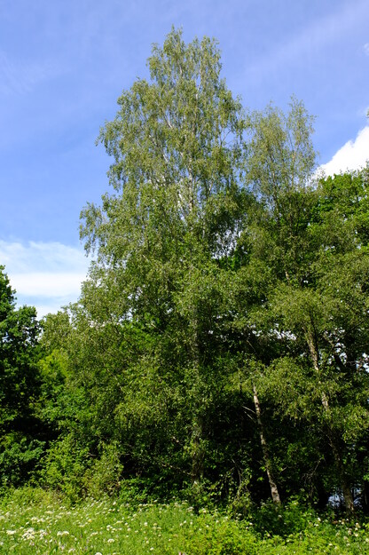 May tree photo
