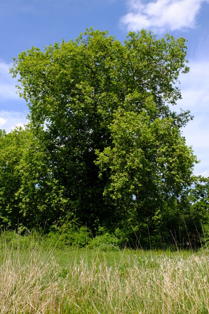 May tree photo