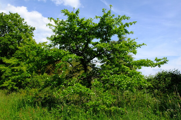 May tree photo