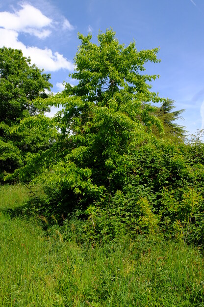 May tree photo