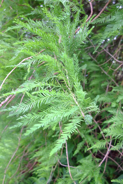 July close-up photo