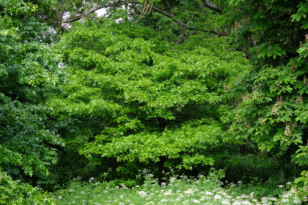 May tree photo