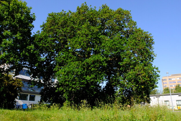 May tree photo