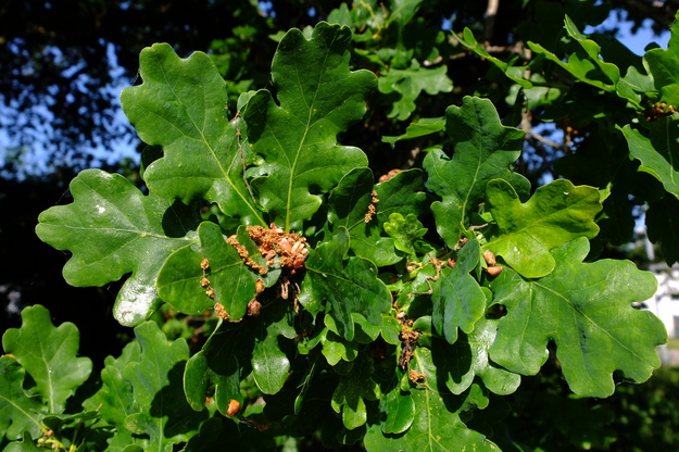 May close-up photo