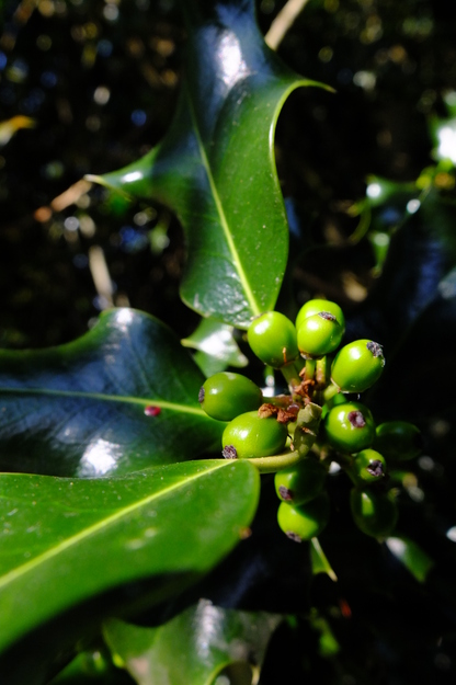 May close-up photo