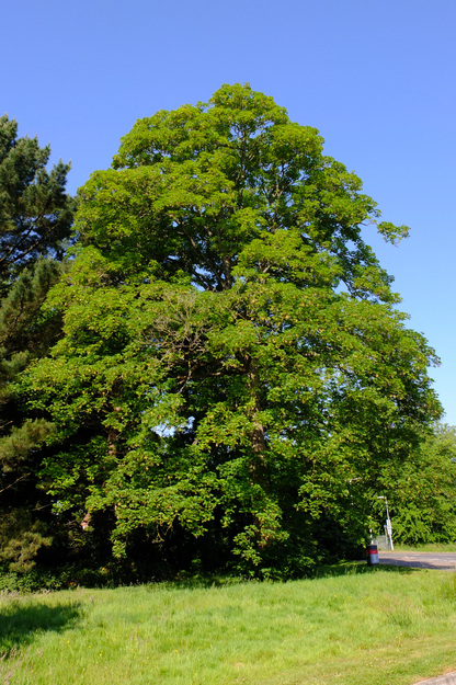 May tree photo