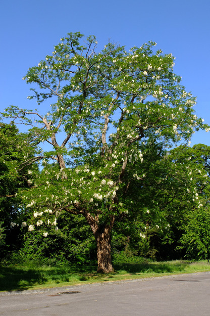 May tree photo