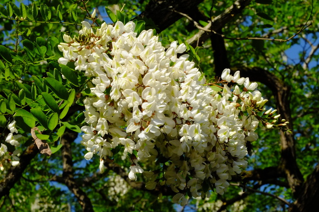 May close-up photo