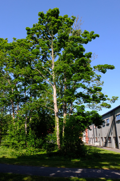May tree photo